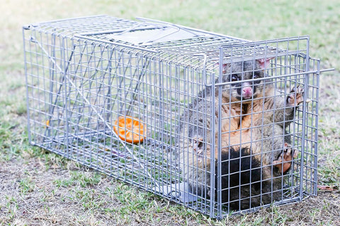 Trap Humane Possum Cage Live Animal Safe Catch Rabbit Cat Hare Fox Bird